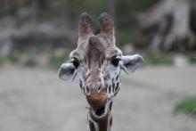 Tierpark Hellabrunn