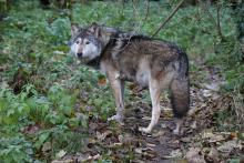 Tierpark Hellabrunn