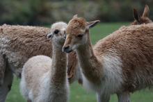 Tierpark Hellabrunn