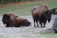 Tierpark Hellabrunn