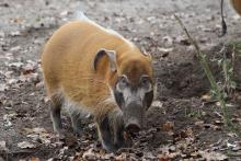 Tierpark Hellabrunn