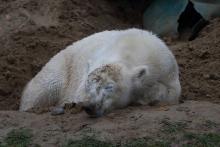 Tierpark Hellabrunn