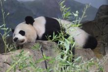 Giant Panda