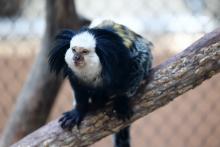 Marmoset