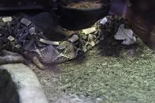 Gaboon Viper