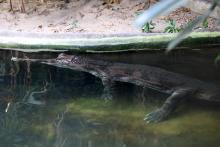 Tomistoma