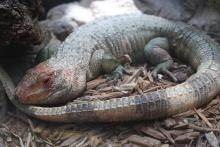 Caiman Lizard