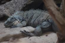 Blue Iguana