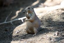 Prarie Dog